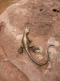 Gecko