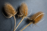 Teasels 2