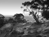 Barrossa Valley Sundown