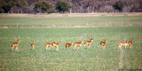 March 2nd, 2011 - Deer Train - 1722.jpg