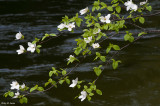 Dogwood With The Merced River In The Background