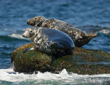 Grey Seals