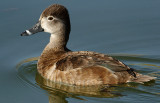 Ring-necked Duck (Female)