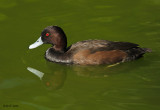 Southern (African) Pochard (Male)