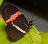 Small Postman (aka Crimson-patched Longwing)