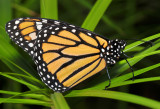 Central American Monarch (female)
