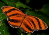 Orange Tiger (aka Banded Orange or Banded Orange Heliconian)