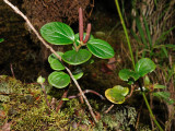 Piperaceae (Pepper Family) - 'Ala 'Ala Wai Nui (peperomia)