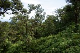 Lower Hanawi Forest