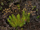 Dubautia Ciliolata Hybrid?