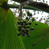 Loulu Fruits (hawane)