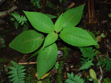 Phyllostegia Floribunda