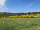 beautiful forsythia 