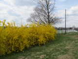  I AM HOME IN THE SPRING TIME