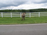 A VISTOR ALONG THE ROAD