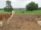LLAMA  AND A DONKEY 