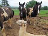 A CALLED MEETING