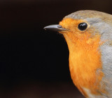 Robin-Erithacus rubecula