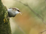 Short-toed treecreeper-Certhia brachydactyla