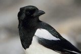 Magpie-Pica pica