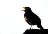 Blackbird-Turdus merula