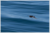 Storm Petrel