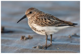 Dunlin