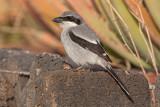 Southern Grey Shrike