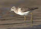 Wood Sandpiper