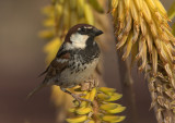 Spanish Sparrow