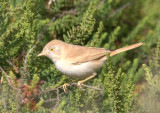 African Desert Warbler