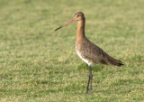 Black Tailed Godwit