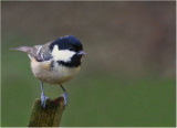 Coal Tit