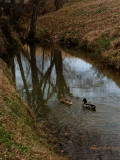 The Wild Ones - A Courting Mallard Pair