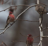 Purple Finch trio