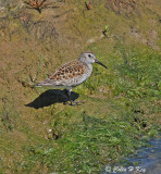 waders