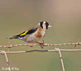 finches