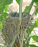 thrushes