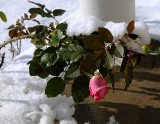 A Cold Rose