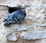 The Tower's Pigeon