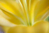 Flower abstract-5744.jpg