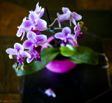 Orchid-1010556.jpg