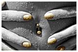 <b>7th Place [Tie]</b><br>Gold Finger
