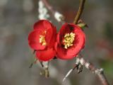 Red Flower III<br>by Garry Platt (Critique away please.)