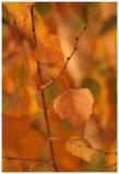 Birch Leaves
