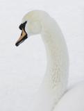 Swan in the Snow*<br>by Dan Koyanagi