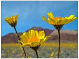 Spring in Death Valley <br> by mexiwolf
