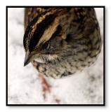 Winter Sparrow<br>by Roberta Fair