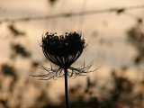 Hidden beauty.