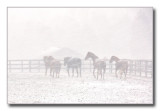 <b>3rd place</b><br>horses in the snow